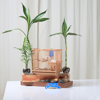 Wooden Garden