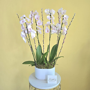 Sweet Pink Orchids
