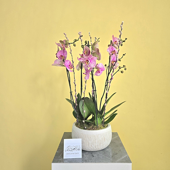Phalaenopsis Jupiter
