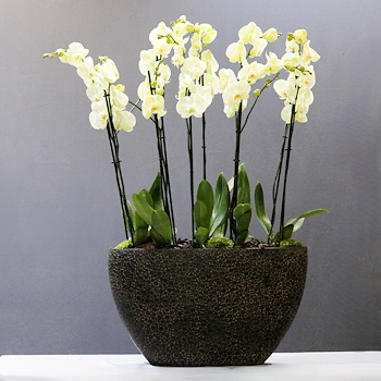 Yellow Bloom 12