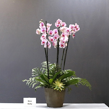 Pink Orchid 111