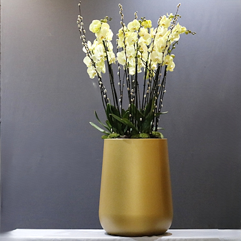 Yellow Bloom 13