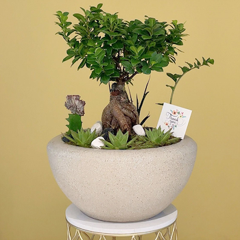 Luxury Bonsai 1
