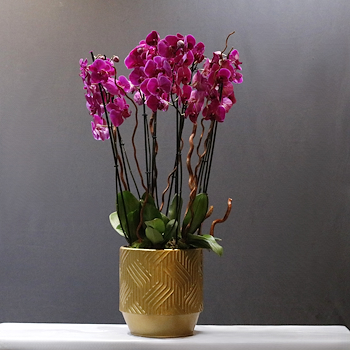 Purple Blooms 112