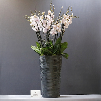 Pinky Orchids 11