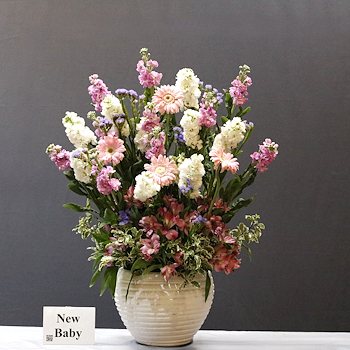 Mathiola Flowers