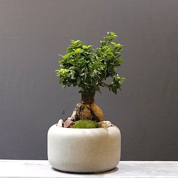 Ficus Bonsai 11