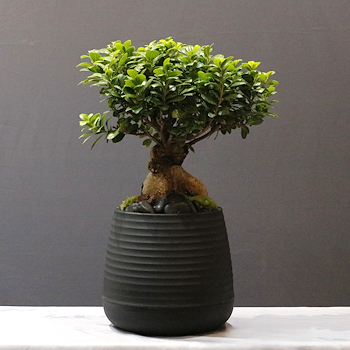 Ficus Bonsai 12