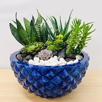 Succulent Garden