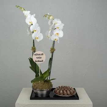 Soft Orchid 2