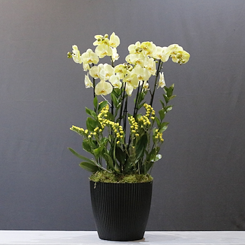 Yellow  Art Arrangement