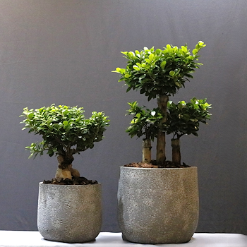 Bonsai Garden 11