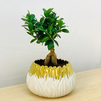 Bonsai In White Gold Pot