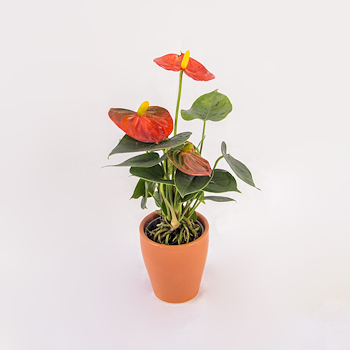 Red Anthurium