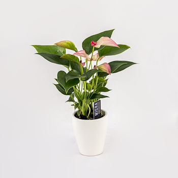 Flamingo Flower