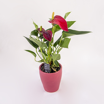 Red Anthurium 1