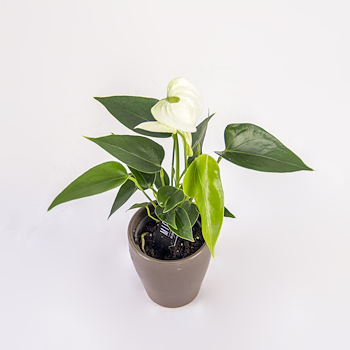 White Flamingo Flower