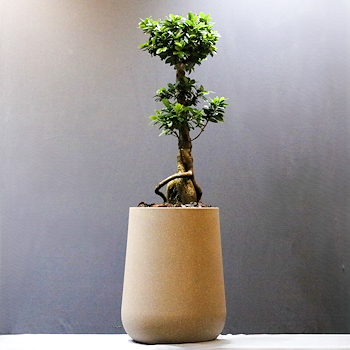 Ficus Bonsai 17