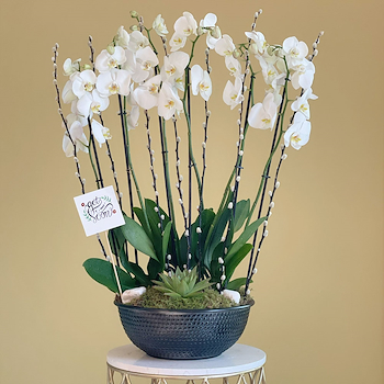 Orchid Arts 2