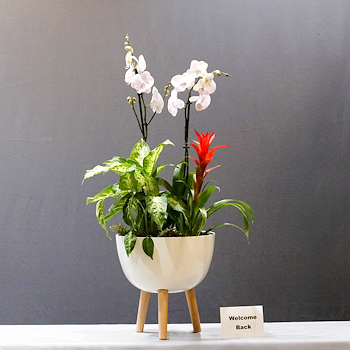 Orchids With Indoor Plants 1