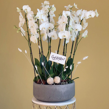 Bloom White 2