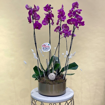 Phalaenopsis Purple