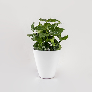 Coffee Plant