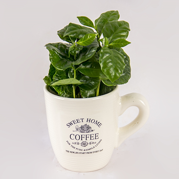 Coffee Garden Cup