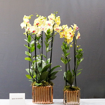 Orchid Bloom Golden Set 1