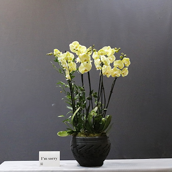 Blooming Yellow