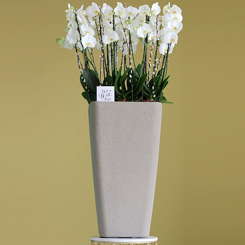 Towering Orchids 