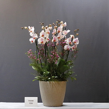  Bushy Pink