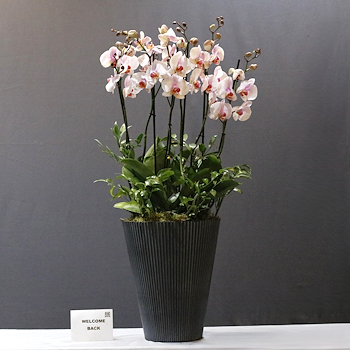  Gorgeous Orchid I