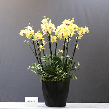 Yellow Blooms