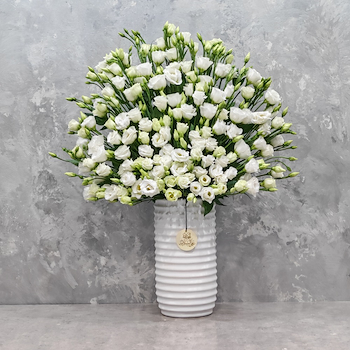 Pure White 3