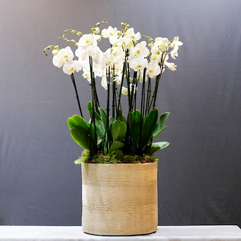 Riverto Orchids 11