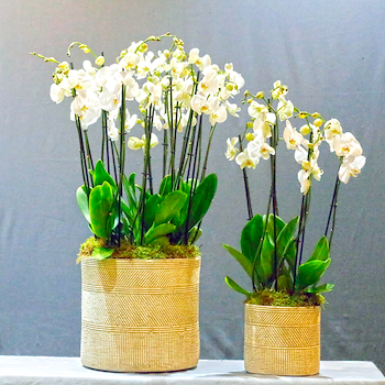 Riverto Orchids Set 2