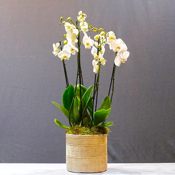 Riverto Orchids 1