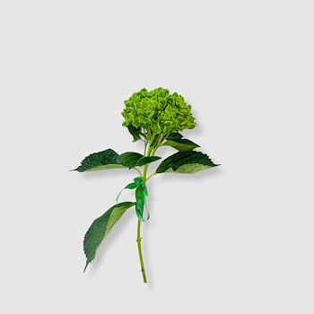 Green Hydrangea
