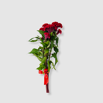 Red Celosia Cristata