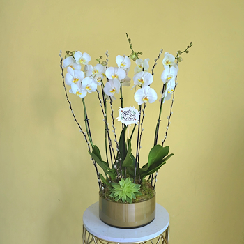 White Phalaenopsis