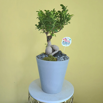Ficus Ginseng