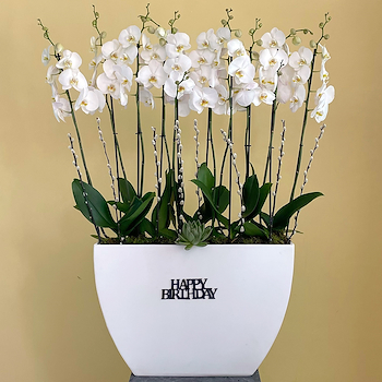 Orchid Noori
