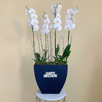 Orchid Loving