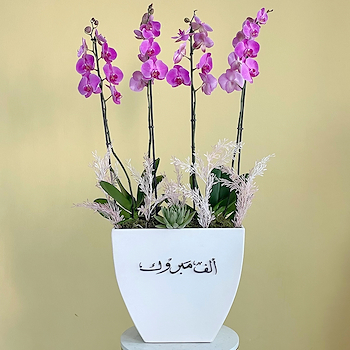 Purple Orchid