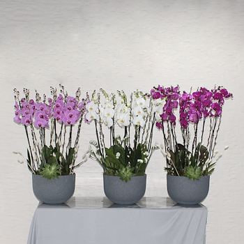 Joyful Orchids