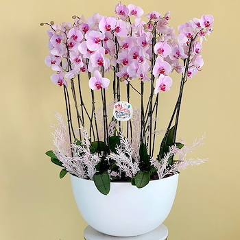 Elite Pink 1