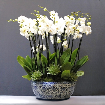 White  Art Arrangement