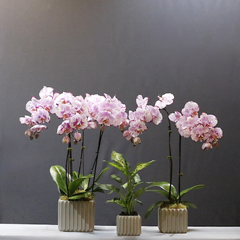 Multicolor Orchids 2