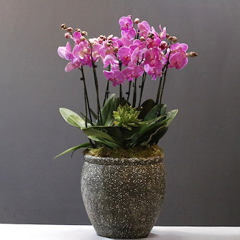 Fuchsia Orchid Art